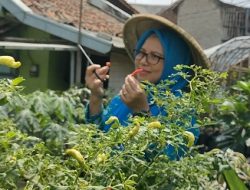 Program BRInita, Kelurahan Padjajaran Jadi Urban Farming