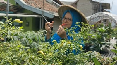 Program BRInita, Kelurahan Padjajaran Jadi Urban Farming