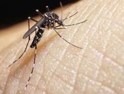 Februari 2024, Kasus DBD di Jaksel Naik 100 Persen