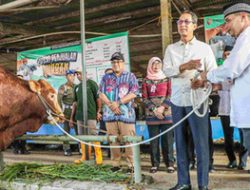 Pj Gubernur DKI Salurkan Ratusan Sapi Kurban Idul Adha 2024