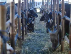 Peningkatan Transaksi Hewan Kurban di Kota Depok