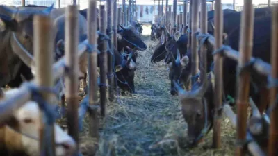 Dharma Jaya Catat Penjualan 1.800 Sapi Kurban