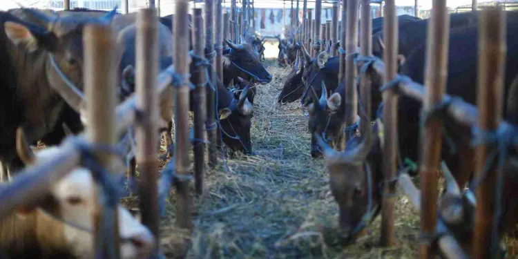 dharma jaya sapi kurban