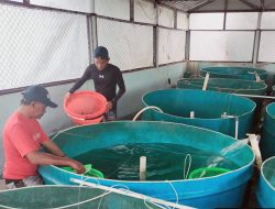 DPRD DKI Jakarta Dorong Optimalisasi Ekspor Ikan Konsumsi Melalui Budi Daya