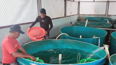 DPRD DKI Jakarta Dorong Optimalisasi Ekspor Ikan Konsumsi Melalui Budi Daya