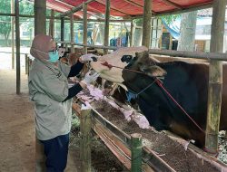 Dinas KPKP DKI Jakarta Imbau Pedagang dan Masyarakat Patuhi Aturan Jual-Beli Hewan Kurban