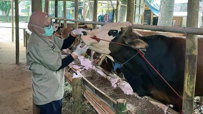 Ilustrasi - Pemeriksaan hewan kurban