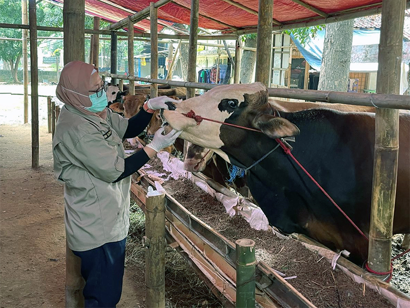 Ilustrasi - Pemeriksaan hewan kurban