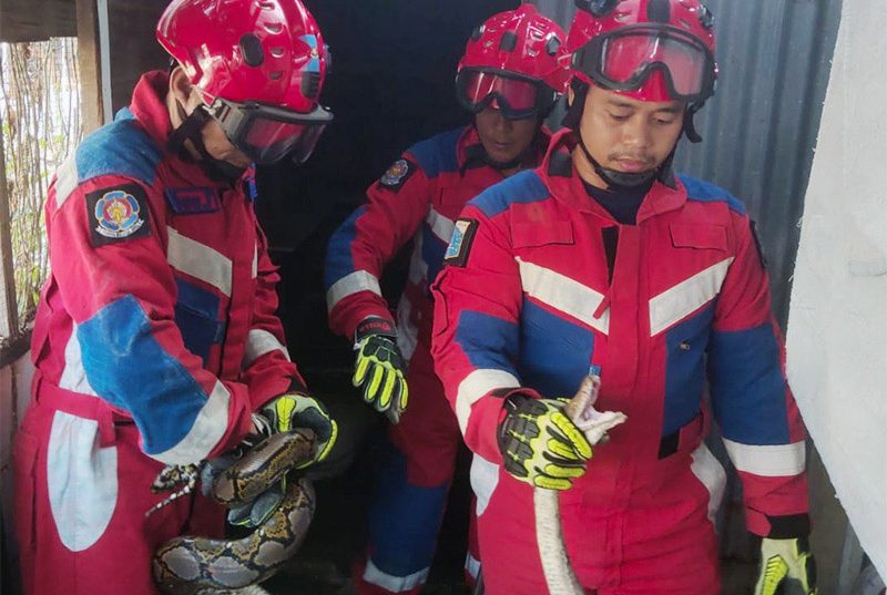 Personel Gulkarmat Jaktim Berhasil Evakuasi Sanca Liar di Dukuh