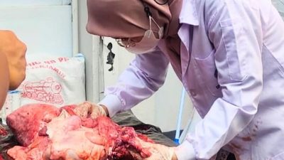 225 Kilogram Organ Hewan Kurban Tak Layak Konsumsi di Jaksel Dimusnahkan