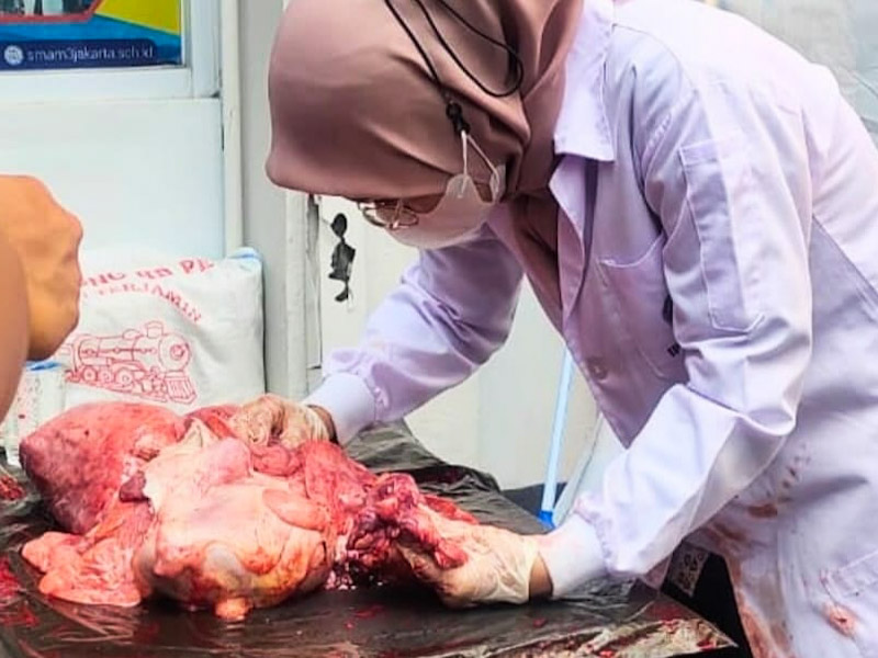 225 Kilogram Organ Hewan Kurban Tak Layak Konsumsi di Jaksel Dimusnahkan