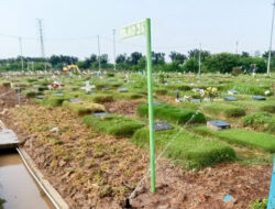 Uji Coba Sistem Penyiraman Otomatis di TPU Rorotan, Rumput Makin Hijau