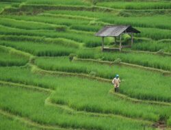 Ribuan Petani Akan Gelar Aksi di Jakarta pada Hari Tani Nasional 24 September 2025