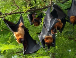 Virus Nipah Jadi Sorotan, Gubernur DKI Pastikan Jakarta Masih Nihil Kasus
